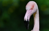 Flamingo (Phoenicopterus spp.)